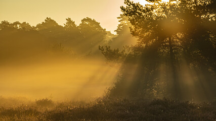 Fototapeta na wymiar Ein Sonnenaufgang mit Nebel im Sonnenschein!