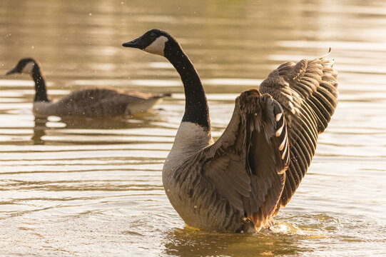 Canada Goose at Duttons Pond