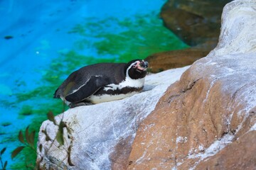 動物園の寝ている可愛いペンギン