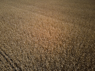 Drone aerial view of wheat harvest, wheat field background