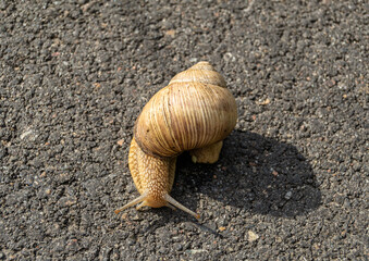 Big garden snail in shell crawling on wet road
