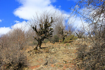 Forest on the high mountains. Laza village. Gabala. Azerbaijan.