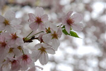 春の雨