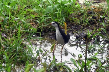 Tropical Waterhen 