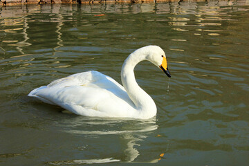 Obraz premium The white swan swims in the pond.