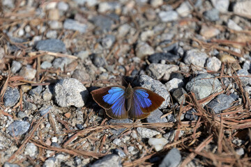 地面にとまったムラサキシジミ