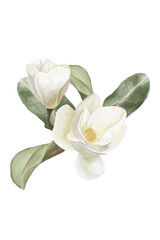 Watercolor white magnolia bouquet with flowers and leaves, white flowers composition isolated background  