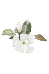 Naklejka premium Watercolor white magnolia bouquet with flowers and leaves, white flowers composition isolated background 