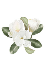 Fototapeta na wymiar Watercolor white magnolia bouquet with flowers and leaves, white flowers composition isolated background 