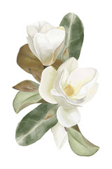 Watercolor white magnolia bouquet with flowers and leaves, white flowers composition isolated background  