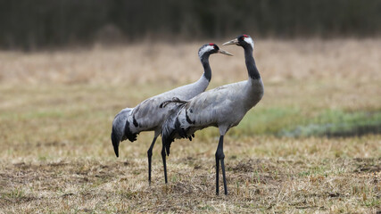 Obraz na płótnie Canvas Couple common crane, grus grus, observing on dry grassland in spring. Two long-legged feathered animals standing on field. Pair of black birds with red head looking on glade.