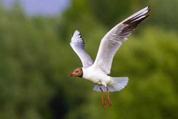 Black-headed gull, chroicocephalus ridibundus, with open wings in summer nature. White bird hovering in the air in green wilderness. Aquatic feathered animal in flight.