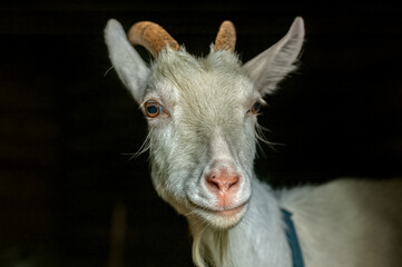 Portrait of goat on black background. Goat isolated selective focus.