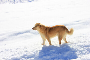 The dog looks into the distance.