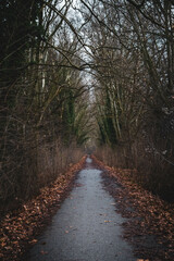 Fototapeta premium path in the woods