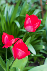First tulips growing in the garden, early spring flowers with fresh and intese colors
