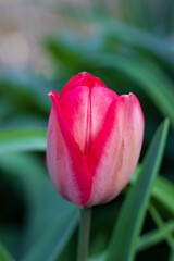 First tulips growing in the garden, early spring flowers with fresh and intese colors