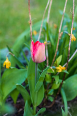 First tulips growing in the garden, early spring flowers with fresh and intese colors