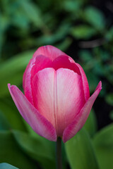 First tulips growing in the garden, early spring flowers with fresh and intese colors