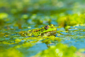 Green frog on the surface of the water that is covered with algae. Close-up.