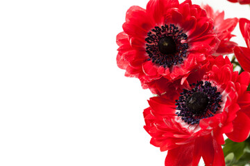 Bouquet of fresh red anemones on white background