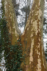 Platanus (Platanus acerifolia) in early spring