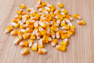 Heap of raw corns seeds, maize or sweetcorn kernels on wooden background. Selective focus