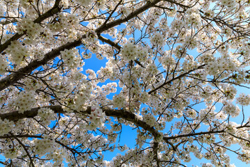 Frühling