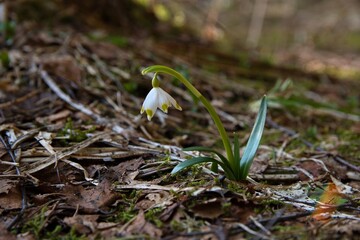 snowdrops in snow