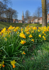 Spring. Daffodils flowering. Fortification and canal of Steenwijk Overijssel Netherlands.