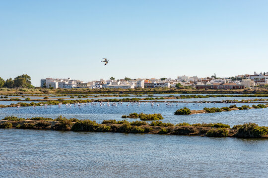 Portugal, Algarve, Fuseta, Flamingos in coastal salt evaporation ponds