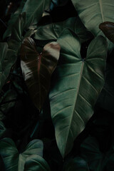Deep dark green tropical plant Elephant Ear leaves