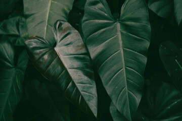 Deep dark green tropical plant Elephant Ear leaves