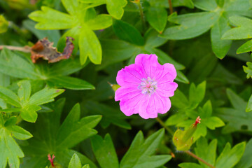 View of a blooming non-blooming flower in the garden in spring.