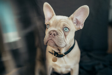 Moritz the Frenchie