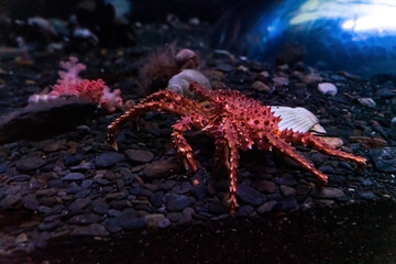 Beautiful, red crab in the oceanarium, in the aquarium