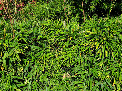 A bushgreen bamboo or pleioblastus viridistriatus.