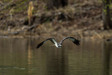Fototapeta premium 北海道の5月、湖面を飛ぶミサゴ。 