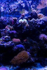 Underwater bright world with corals and fishes. Natural background, copy space.