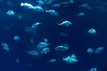 Fototapeta na wymiar Animals of the underwater marine world. Ecosystem. Multicolored tropical fish. Life in a coral reef.