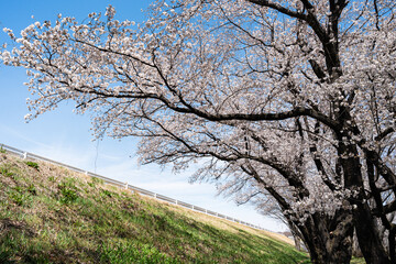 Obraz premium 河川敷の桜と青空