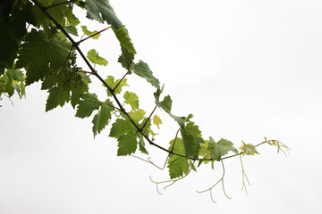 vine leaves on a branch