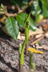 The lilies of the valley are preparing for the month of May/Les muguets se préparent pour le mois de Mai