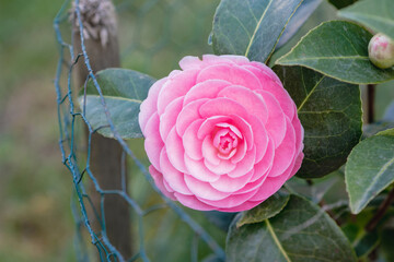 Camellia Flower in Spring/Fleur de Camélia au Printemps