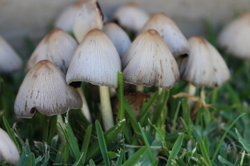 mushrooms in the grass