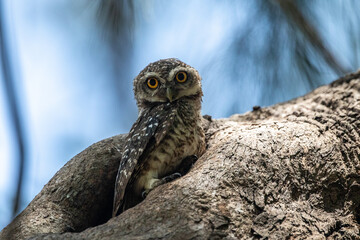 Spotted Owlet (Athene Brama) In Nature