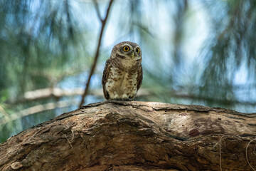 Spotted Owlet (Athene Brama) In Nature