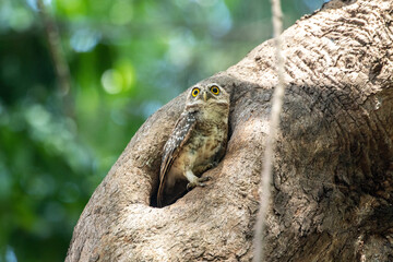 Spotted Owlet (Athene Brama) In Nature