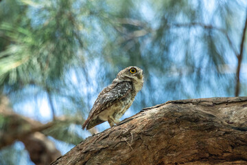 Spotted Owlet (Athene Brama) In Nature