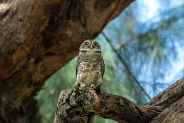 Spotted Owlet (Athene Brama) In Nature